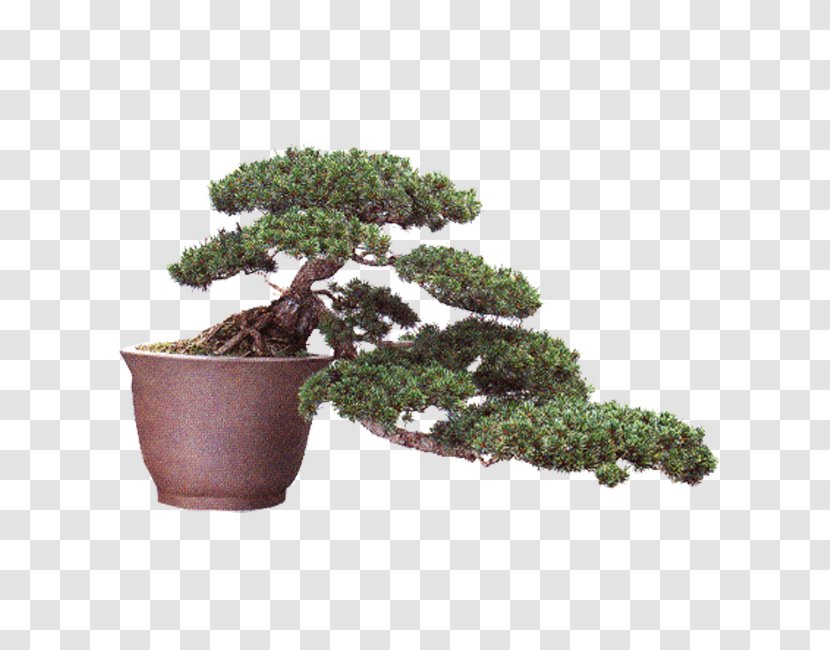 Podocarpus Macrophyllus Chinese Sweet Plum Penjing Bonsai Tree - Pine - Button Transparent PNG