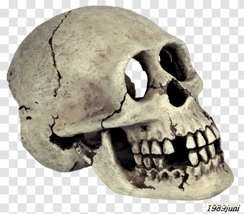 Animal Skulls Skeleton Bone - Photofiltre - Skull Transparent PNG