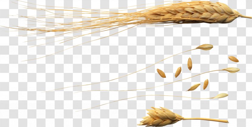 Wheat Ear Caryopsis Secale - Digital Image Transparent PNG