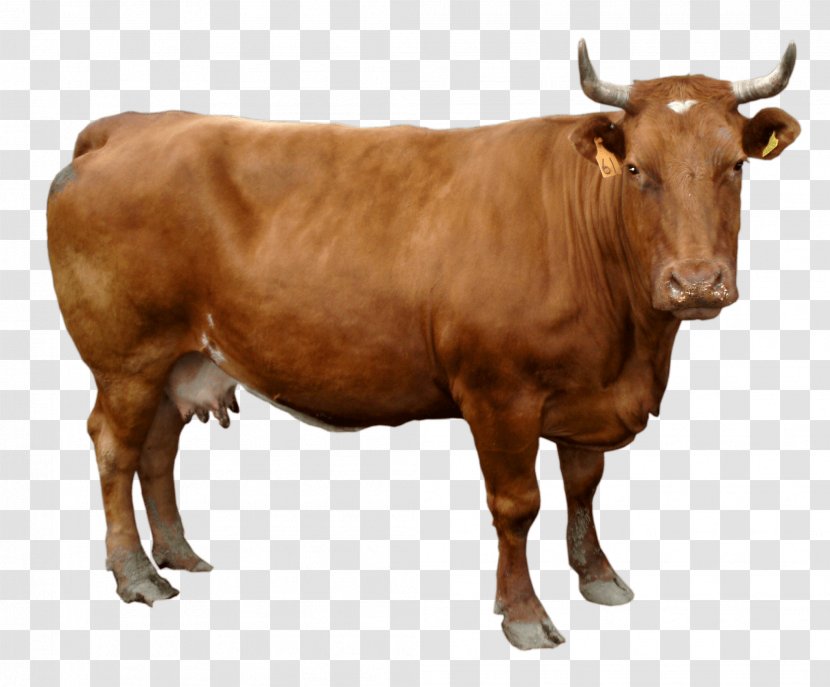 Holstein Friesian Cattle Clip Art - Horn - Brown Cow Image Transparent PNG