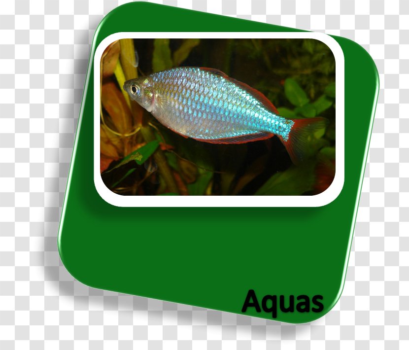 New Guinea Neon Rainbowfish Lake Kutubu Boeseman's Aquarium - Fish Transparent PNG
