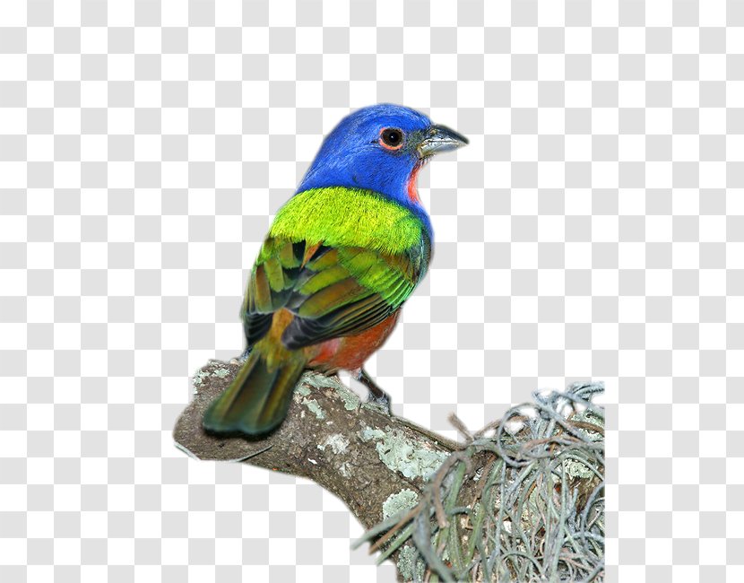 Ortolan Bunting Finches Bird Painted Lazuli - Animal Transparent PNG