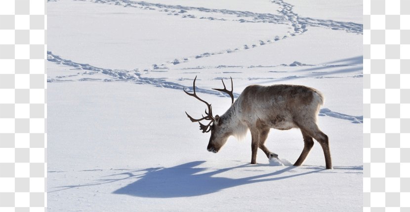 Santa Claus Boreal Woodland Caribou Deer Dog Animal Track - Footprint - Reindeer Transparent PNG