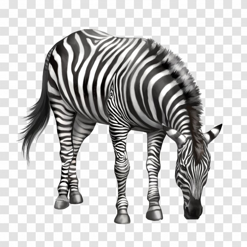 Zebra Drawing Clip Art - Monochrome Photography - Eating Bow Transparent PNG