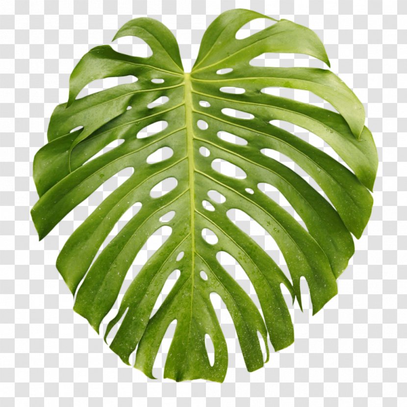 Tropics Arecaceae Leaf Palm Branch - Plant Transparent PNG