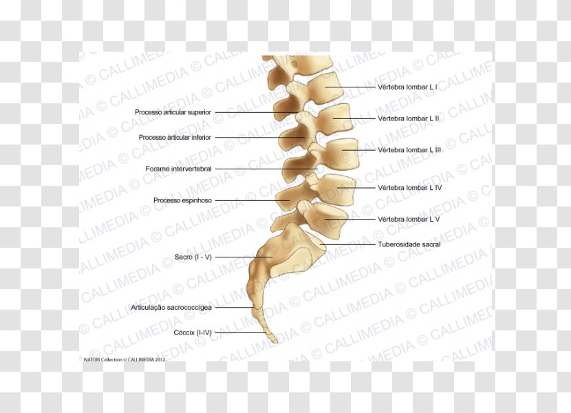 Bone Lumbar Vertebrae Vertebral Column Sacrum Coccyx - Tree - Flower Transparent PNG