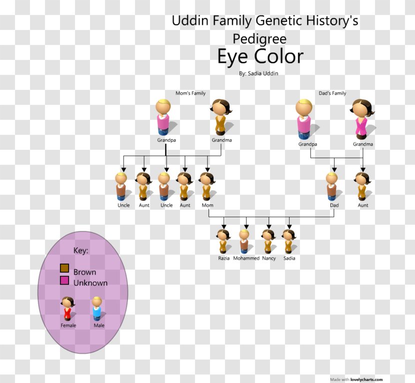 Pedigree Chart Eye Color Genetics - Dominance Transparent PNG