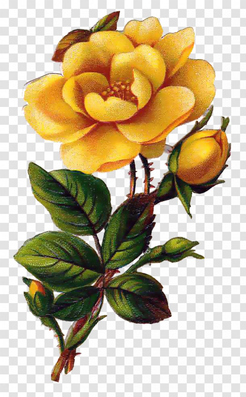 Rose Yellow Flower Clip Art - Tiff Transparent PNG