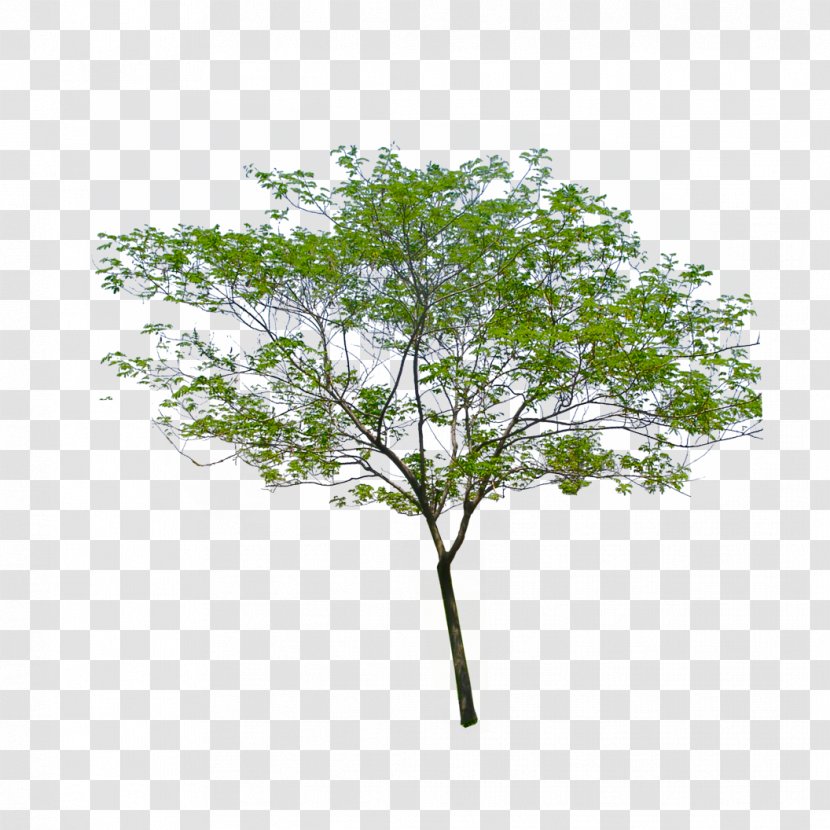 Stock Photography Image Tree - Royaltyfree Transparent PNG