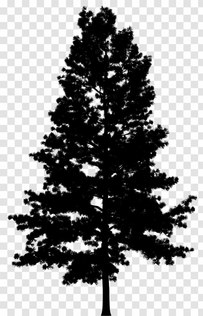 Pine Vector Graphics Tree Drawing - Evergreen - Bigtree Transparent PNG