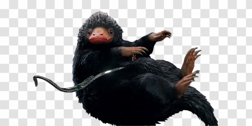 Common Chimpanzee Harry Potter And The Philosopher's Stone - Fantastic Beasts Where To Find Them Transparent PNG