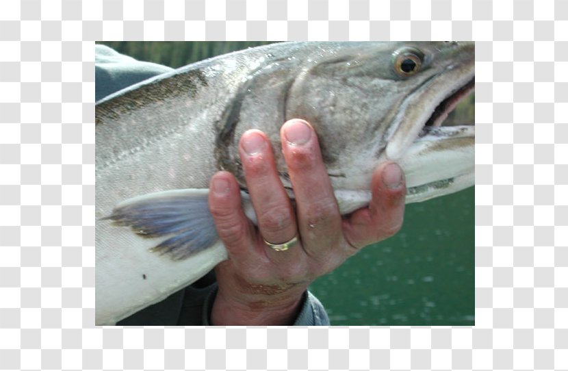 Water Close-up Mouth Barramundi Trout - Fish - Deer Antlers Transparent PNG