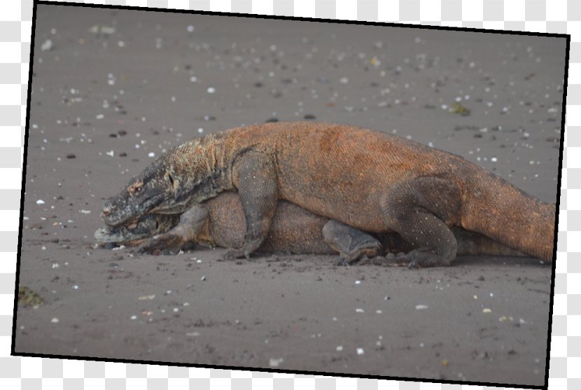 Komodo Labuan Bajo Rinca Nusa Kode Lawa Darat Gili - Iguana Transparent PNG