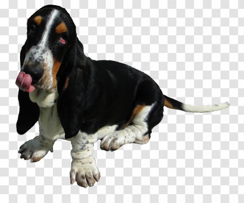 Basset Hound Artésien Normand Schweizer Laufhund Dog Breed Southern California - Christmas Transparent PNG