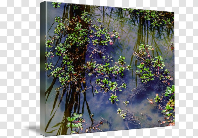 Painting Landscape Wetland Water Flower - Tree Transparent PNG