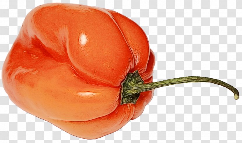 Orange - Paint - Pimiento Nightshade Family Transparent PNG