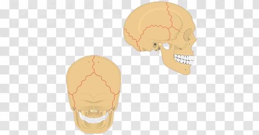 Skull Suture Anatomy Bone Human Body - Base Of Transparent PNG