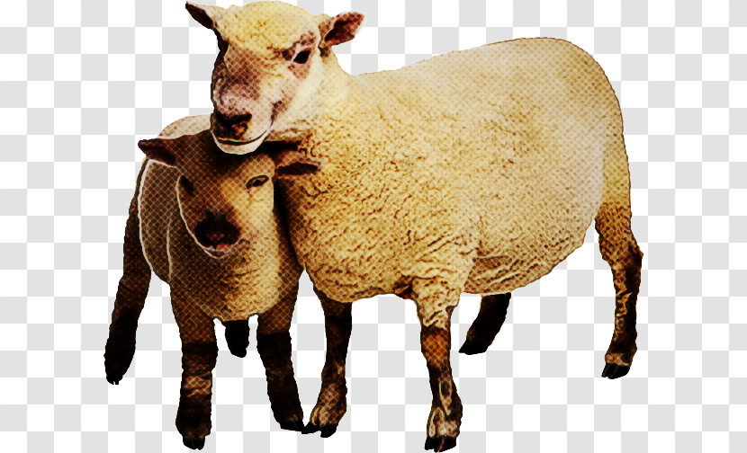 Merino Shetland Sheep Goat Welsh Mountain Sheep Livestock Transparent PNG