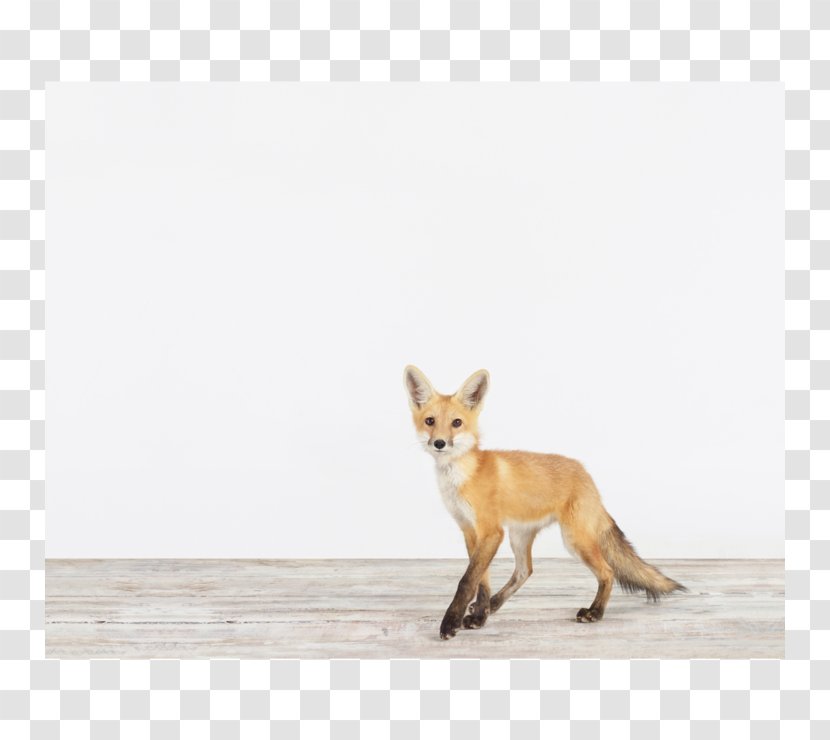 Red Fox IPhone 6 Arctic Fennec - Home Screen Transparent PNG