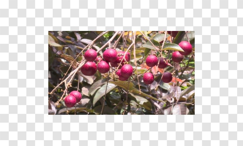 Longan Benih Crop Fruit Tree - Rempah Transparent PNG