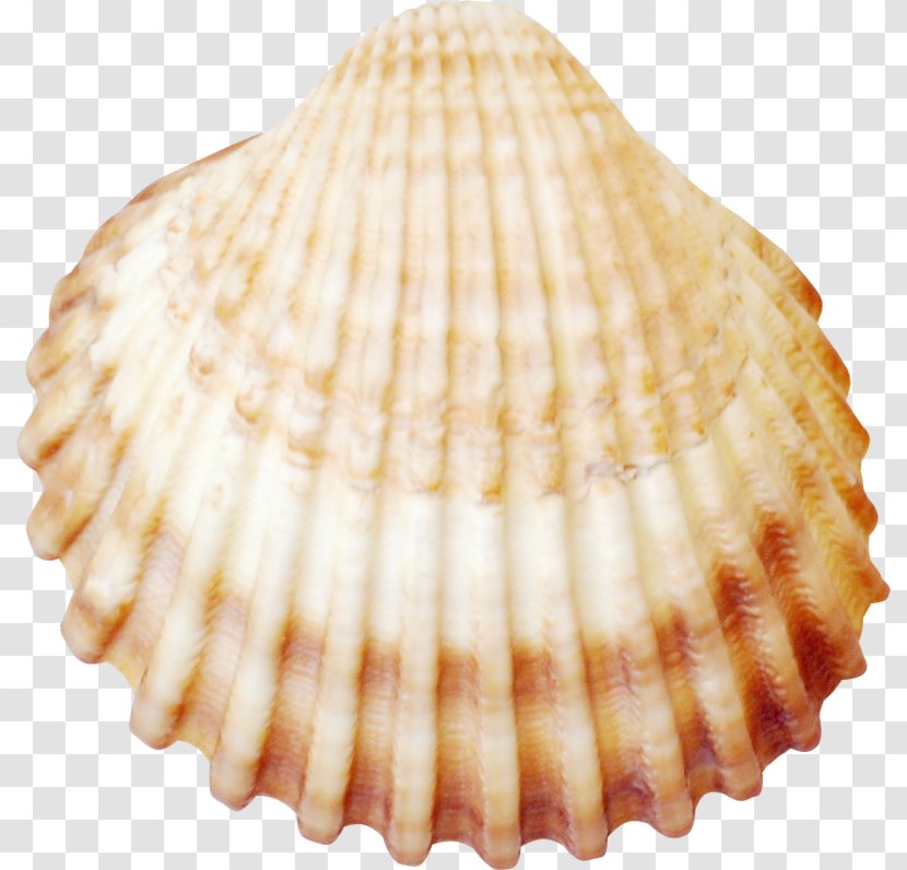 Cockle Seashell Conchology Tellins Veneroida Transparent PNG
