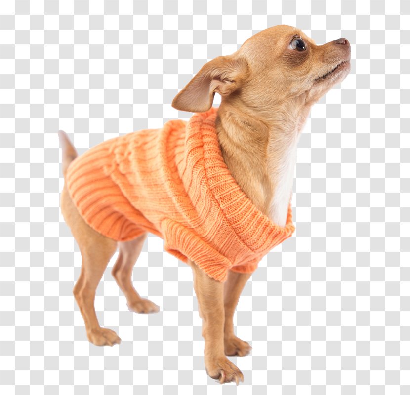 Dog Breed Chihuahua Companion Clothes Snout - Carnivoran Transparent PNG