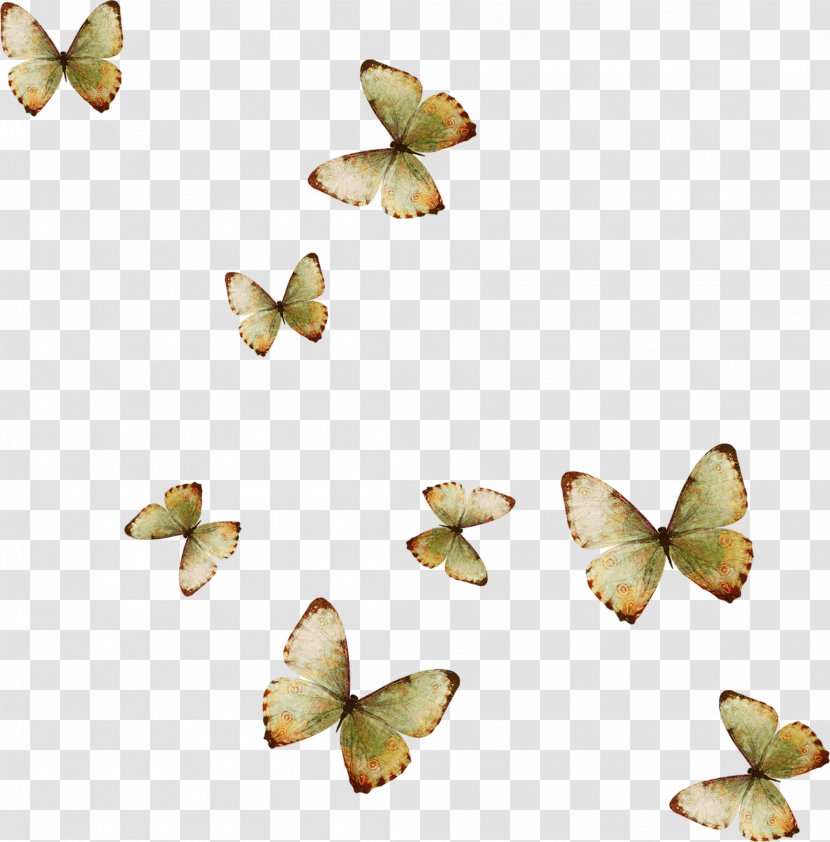 Butterfly Dismorphia Crisia Flower Wallpaper - Butterflies And Moths - Yellow Transparent PNG