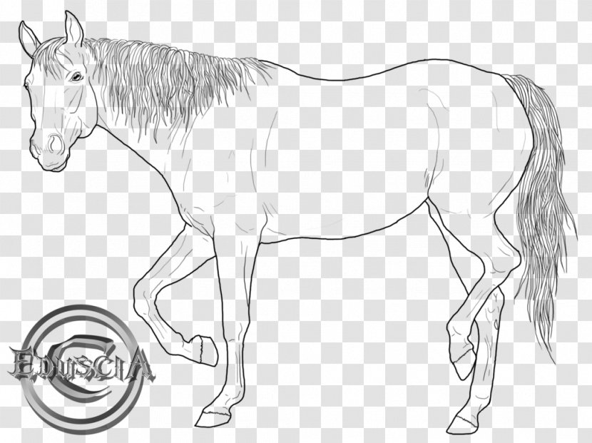 American Quarter Horse Arabian Drawing Line Art Stallion - Colt - Color Transparent PNG