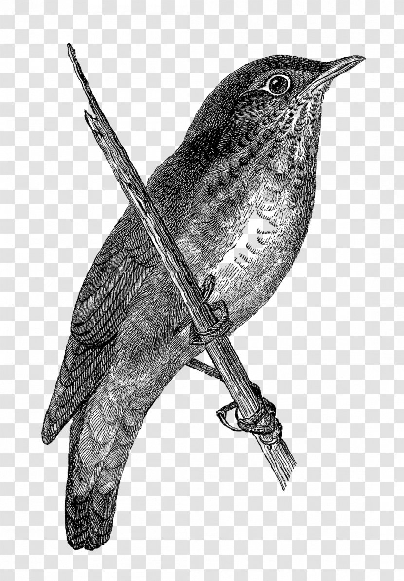 Finches Wren Beak Drawing /m/02csf - Hummingbird - Grasshopper Company Transparent PNG