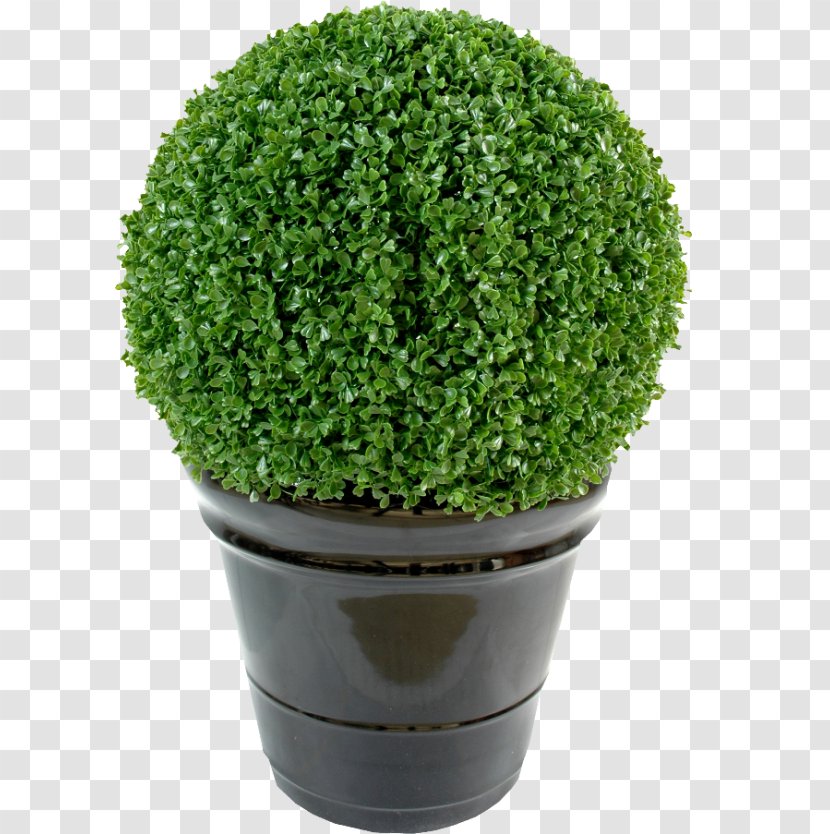 Artificial Flower Buxus Sempervirens Treelet Plant Diameter - Plastic Transparent PNG