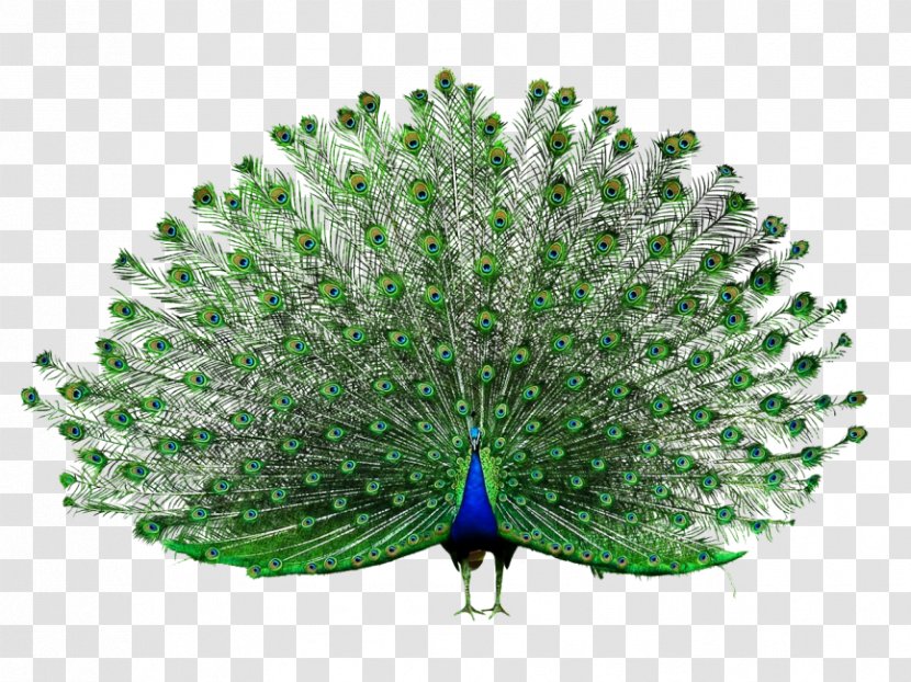 Clip Art Peafowl Download - Organism - Beak Transparent PNG