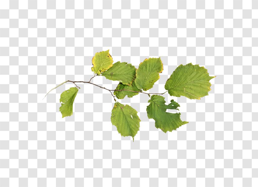 Grapevines Grape Leaves Herb Leaf Branching - Internet Element Transparent PNG