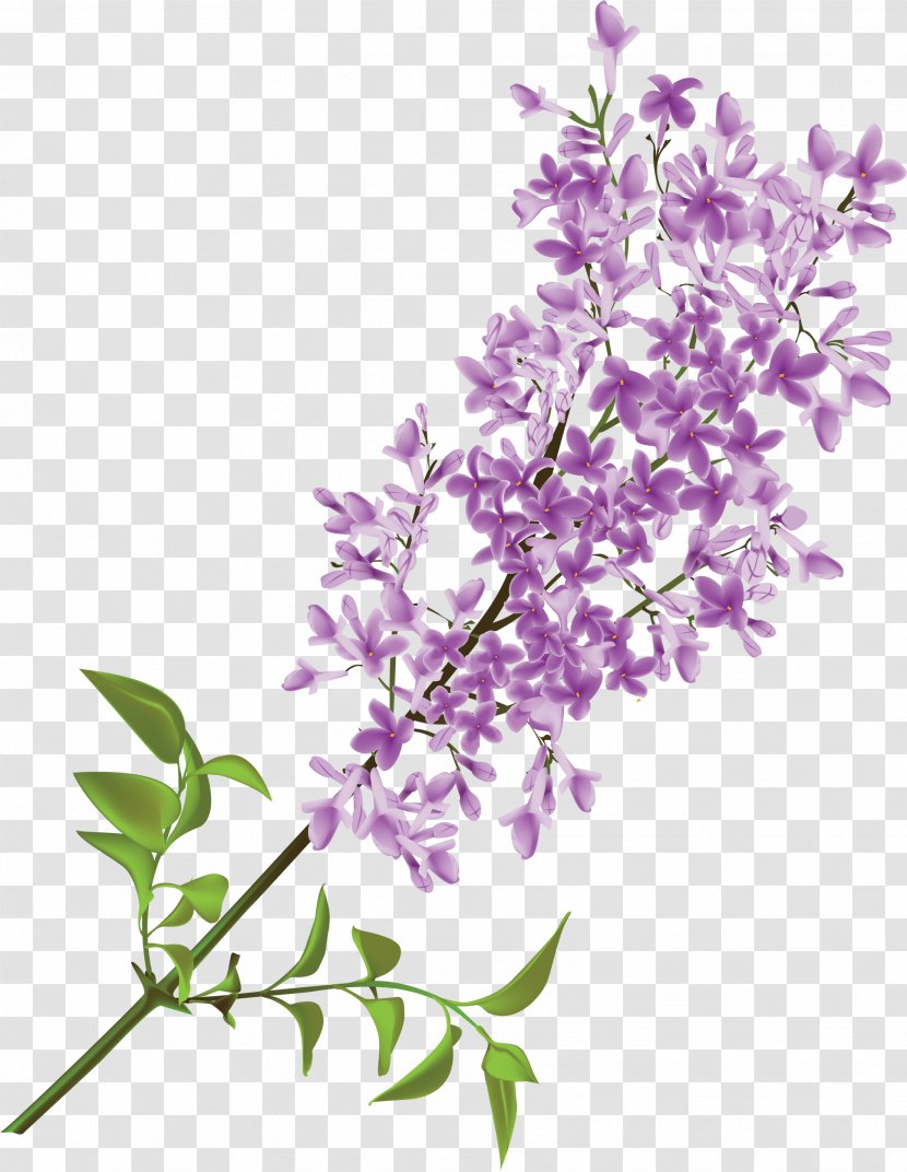 Common Lilac Flower Clip Art - Plant Stem Transparent PNG