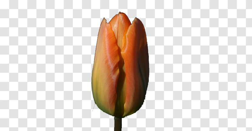 Tulip Flower Download - Bouquet - Bud Transparent PNG