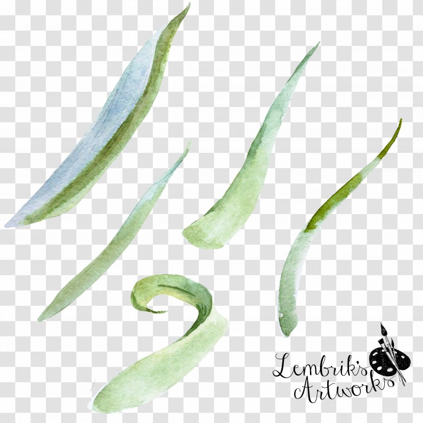 Aloe Vera - Leaf - Green Transparent PNG