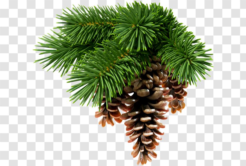 Abies Sibirica Conifer Cone Spruce White Fir Conifers - Needle Transparent PNG