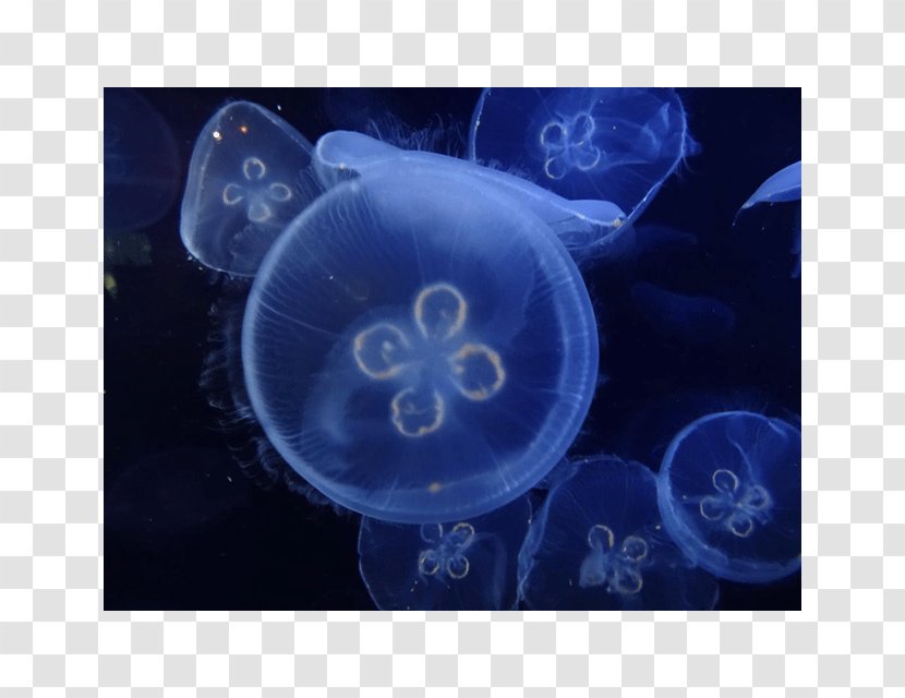 Jellyfish Marine Biology Cnidaria - Morality Transparent PNG