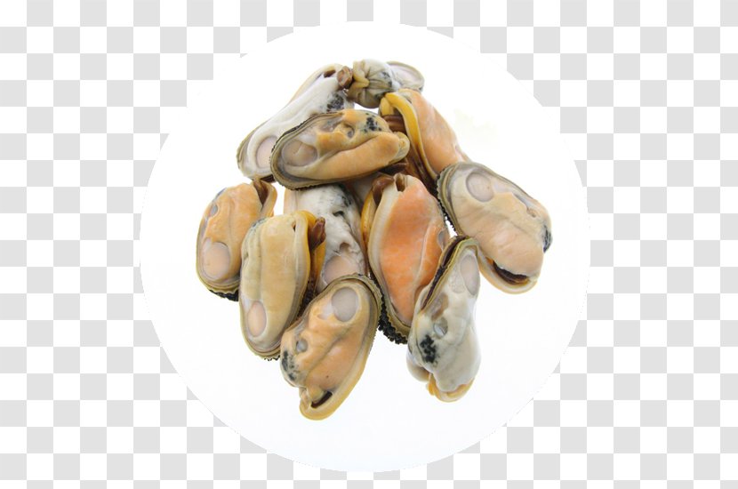 Oyster Mussel Clam Mollusc Shell Meat - Ground Transparent PNG