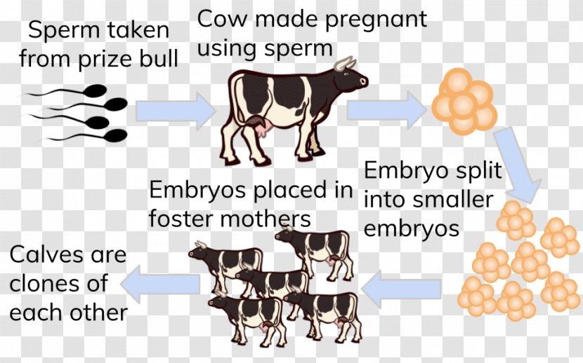 Dairy Cattle Cloning Highland Embryo Reproduction - Human Behavior - Frozen Bovine Semen Transparent PNG