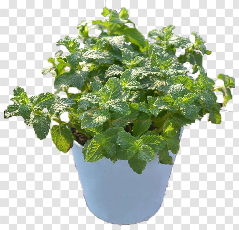 Mint Flowerpot Leaf - Menthol - Flower Pot Transparent PNG