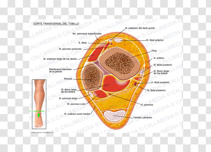 Crus Ankle Human Anatomy Transverse Plane - Heart - Gamba Transparent PNG