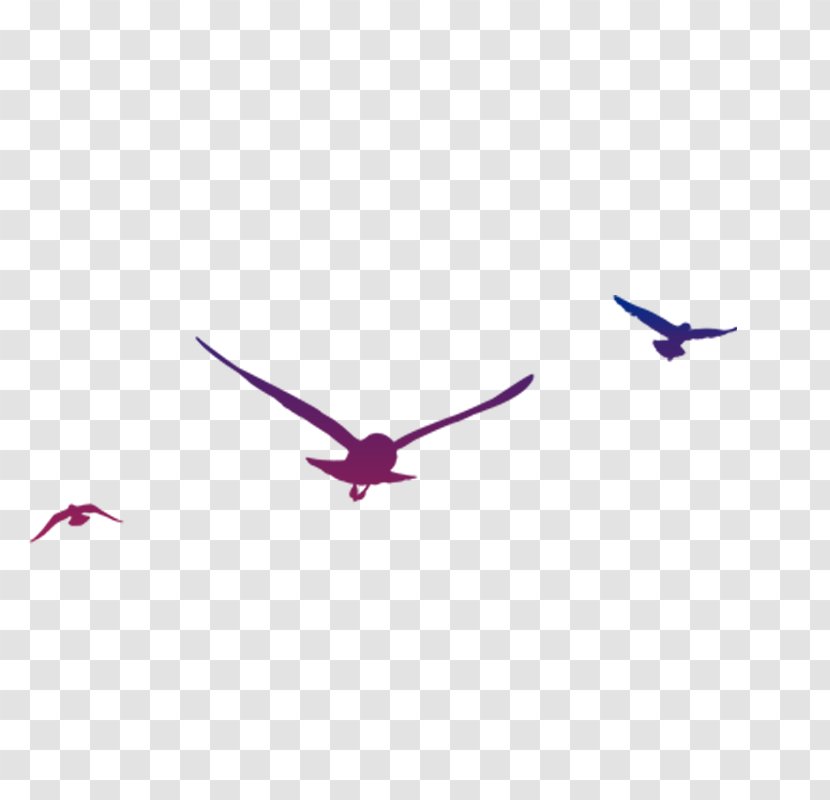 Bird Gulls - Computer Graphics Transparent PNG