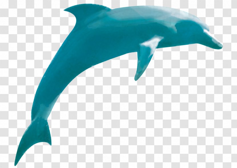 Common Bottlenose Dolphin Rough-toothed Short-beaked Tucuxi - Porpoise - Powder Bursting Transparent PNG