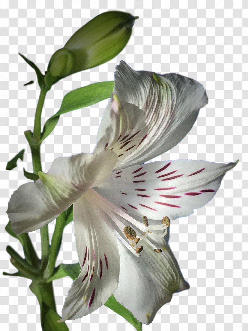 Lily Of The Incas Jersey Lily Petal Flower Amaryllis Transparent PNG