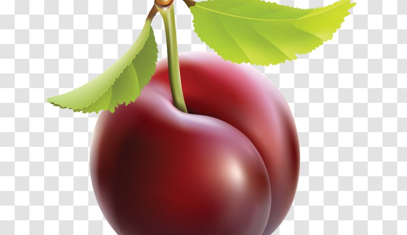 Clip Art Plum Vector Graphics Image - Cherry - PLUM Tree Transparent PNG