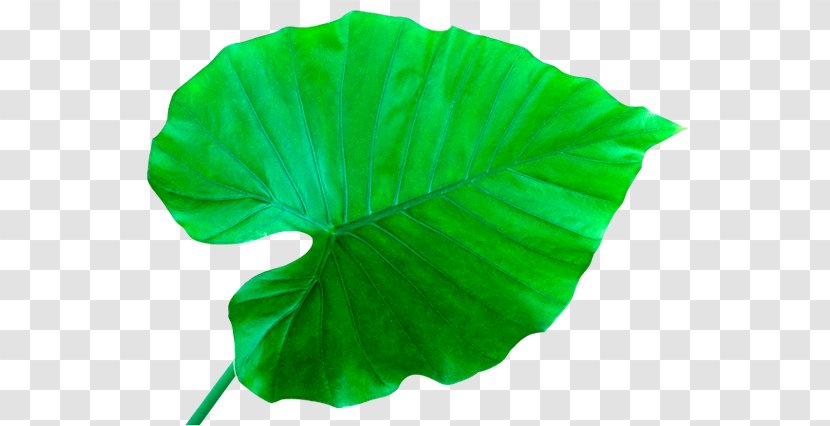 Leaf Que Planta Es? Petal - Lossless Compression Transparent PNG