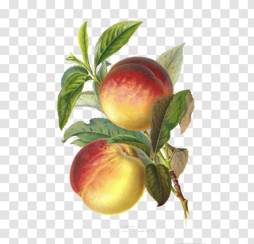Peach Plum Botany Botanical Illustration Fruit - Natural Foods - Renaissance Style Yellow Peaches Transparent PNG