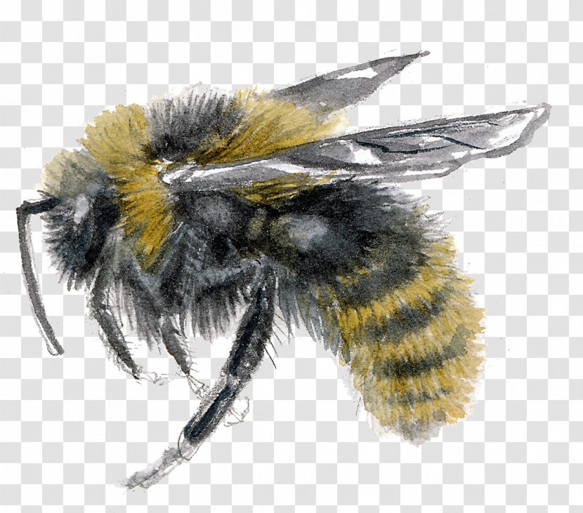 Honey Bee Psithyrus Bombus Campestris Barbutellus - Insect Transparent PNG