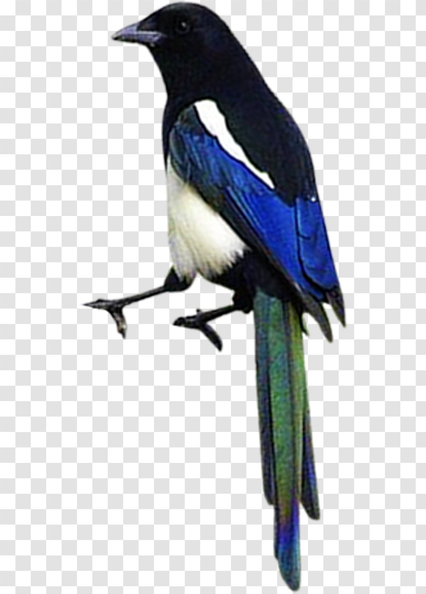 Eurasian Magpie Bird Airplane - Crow Like Transparent PNG