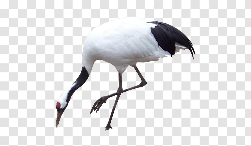 Zhalong Nature Reserve Panjin Red-crowned Crane U4e39u9802u9db4u756bu6cd5 - White Transparent PNG